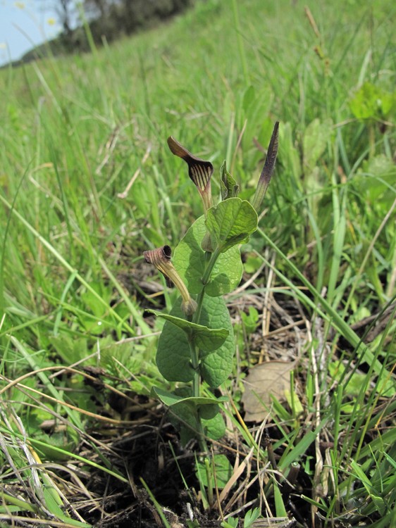 Aristolochia rotunda